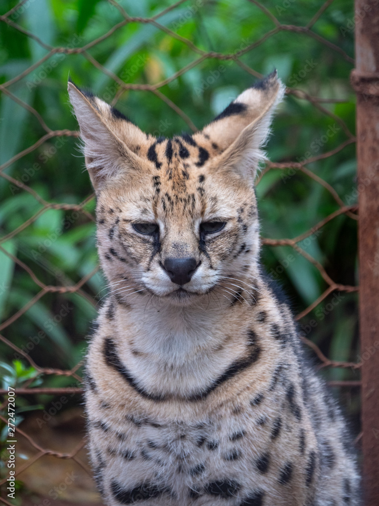 Serval in Conservation Area, Eastern Africa Serval in Conservation Area, Eastern Africa