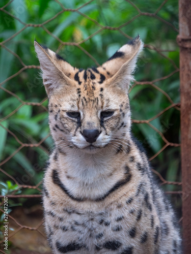 Serval in Conservation Area, Eastern Africa