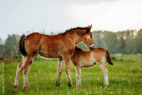 Two foal scratching each other in a meadow  summer time