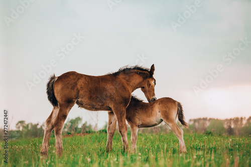 Two foals playing together on the maedow.