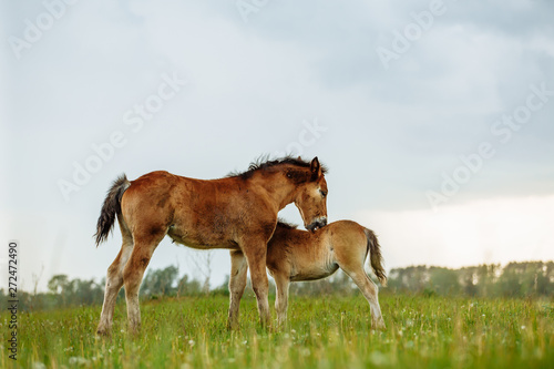 Fototapeta Naklejka Na Ścianę i Meble -  Two foal scratching each other in a meadow, summer time