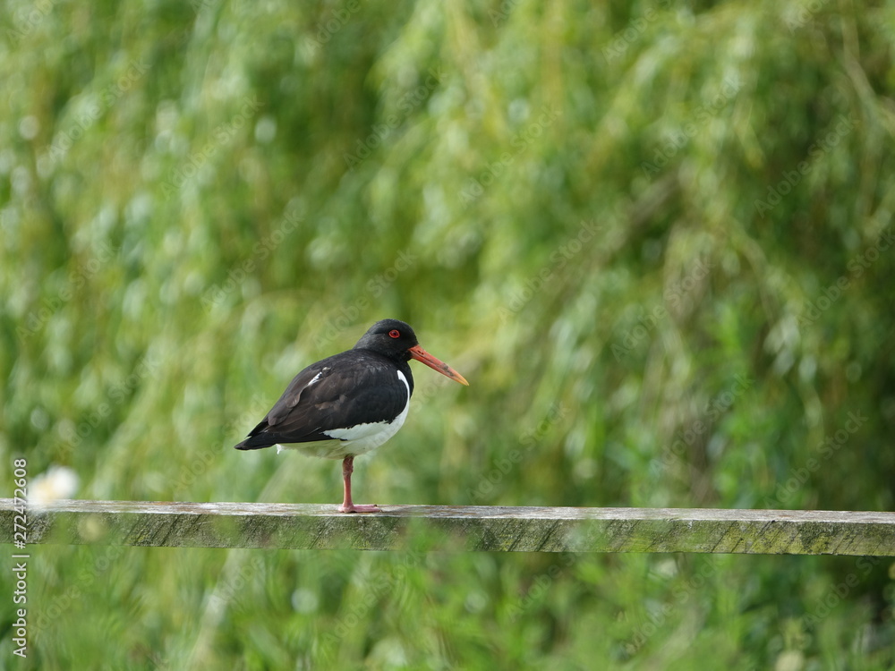 oystercatcher (Haematopus ostralegus) perched on rail oystercatcher (Haematopus ostralegus) perched on rail