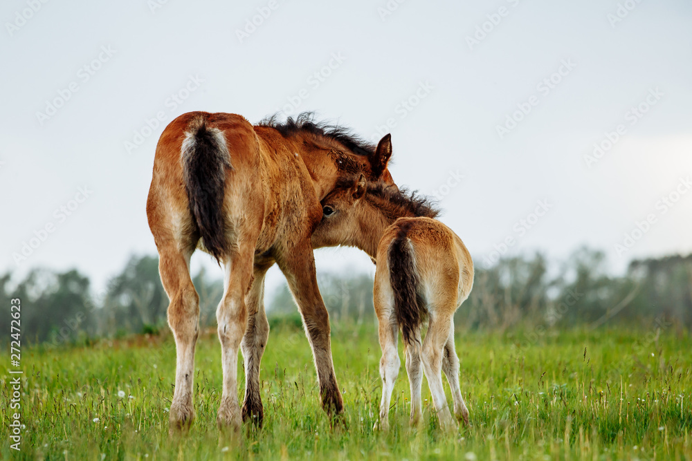 Two foal scratching each other in a meadow, summer time Two foal scratching each other in a meadow, summer time