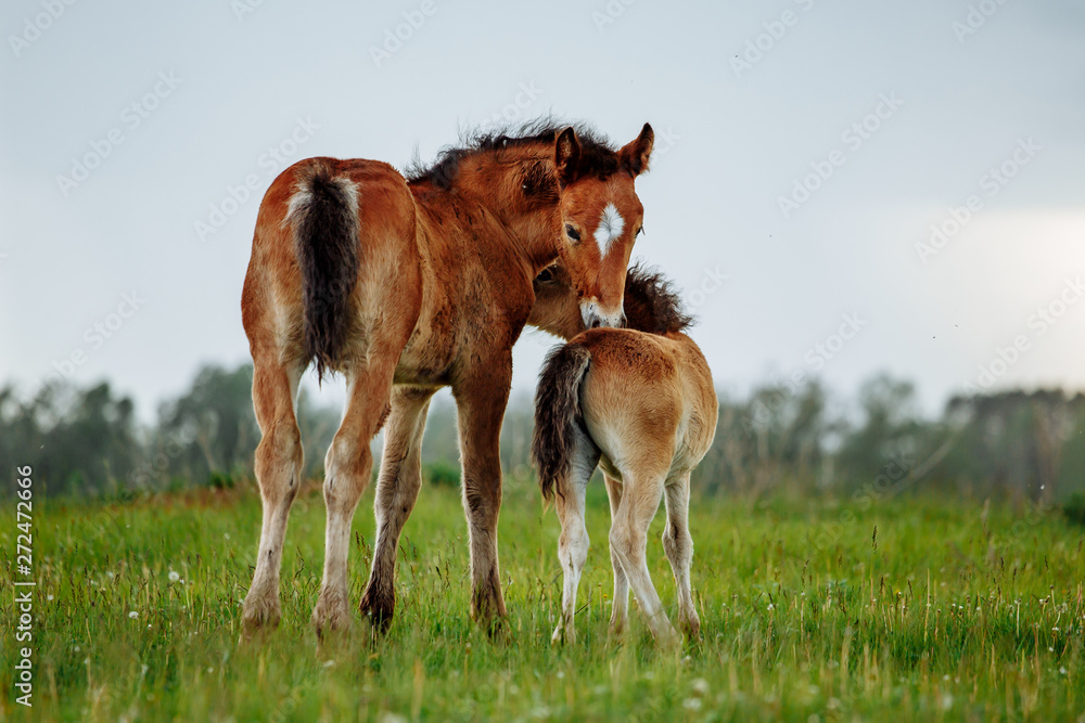 Two foal scratching each other in a meadow, summer time Two foal scratching each other in a meadow, summer time
