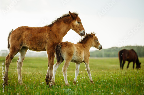 Two foals graze in the pasture. In the summer afternoon among dandelions.