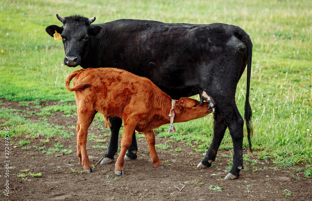 Brown with white calf drinking milk from mother cow Brown with white calf drinking milk from mother cow