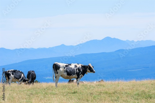 美ヶ原高原の牛