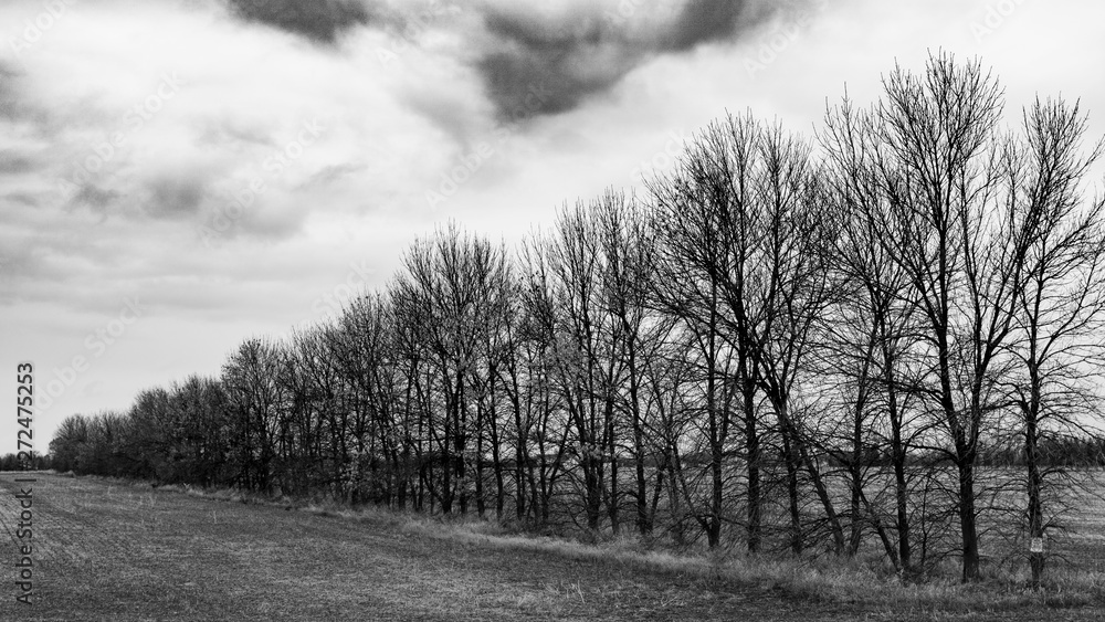 Obraz premium Bare trees in fog and misty morning in Black and white