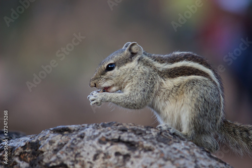  Beautiful Portrait of a Squirrel on the Tree Trunk against a soft green blurry background