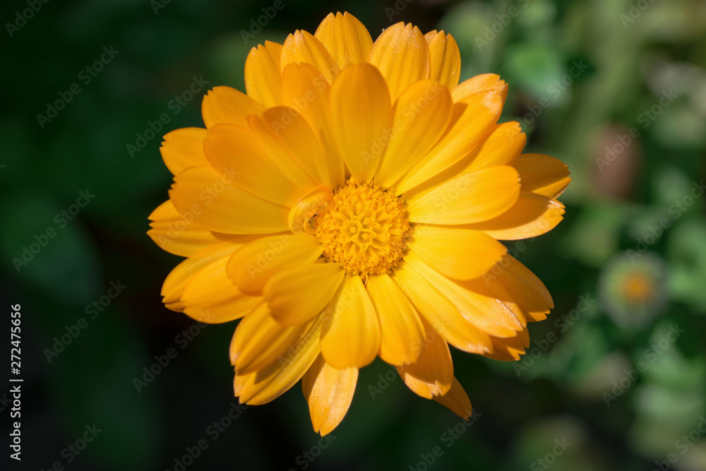 Top view of a single orange calendula flower head Top view of a single orange calendula flower head