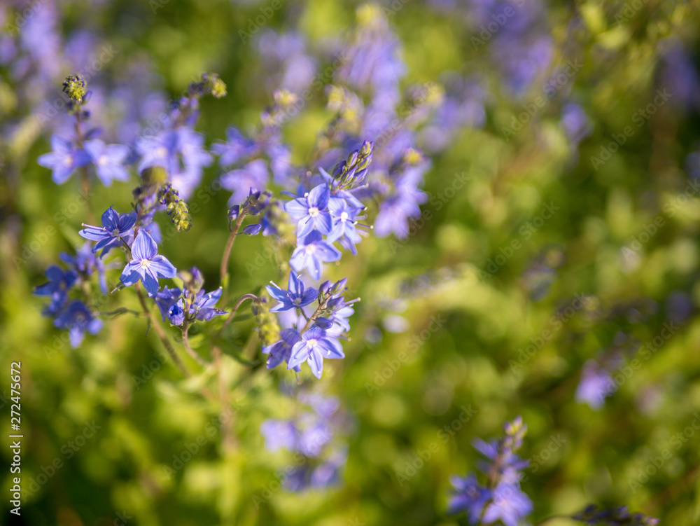 Salbeiblüte Salbeiblüte