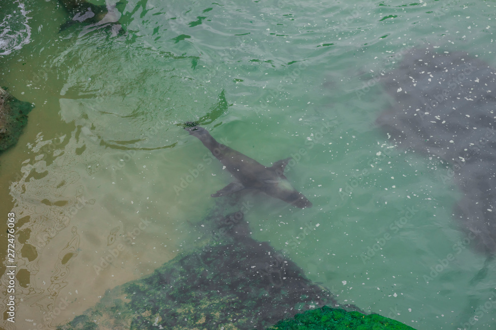 aerial view of a seal swimming happily by the sea aerial view of a seal swimming happily by the sea