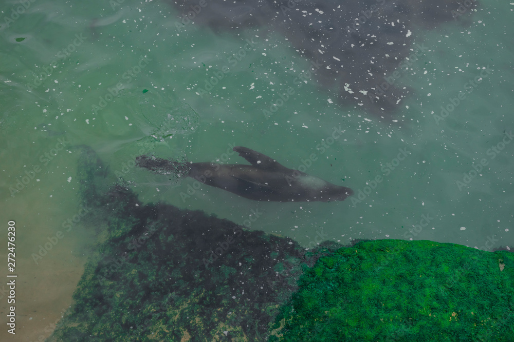 Fototapeta premium aerial view of a seal swimming happily by the sea