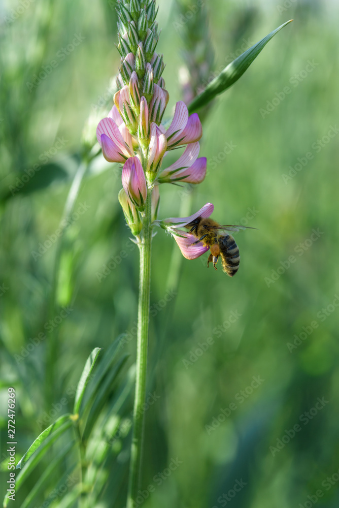 A bee collects nectar inside a flower. A bee collects nectar inside a flower.
