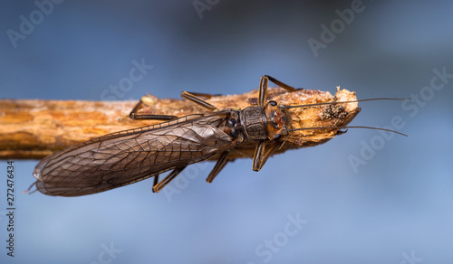 Dinocras plecoptera on the branch of the tree