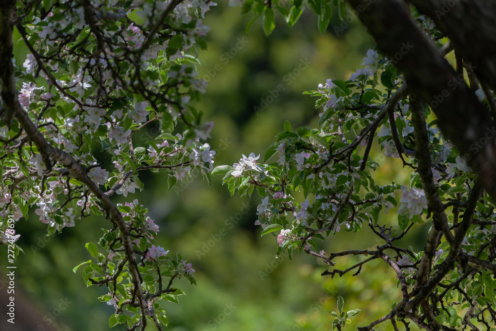 Blooming apple tree in the garden. Blooming apple tree in the garden.