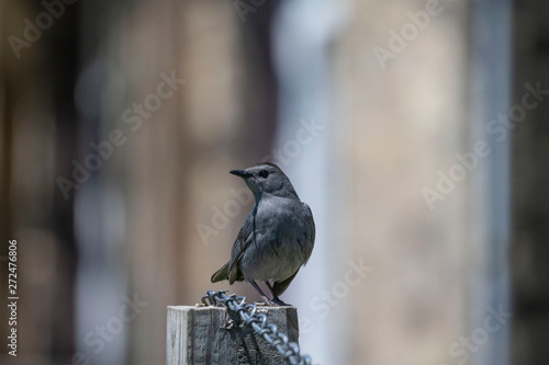 Gray Catbird (Dumetella carolensis) sitting on a pillar in a garden