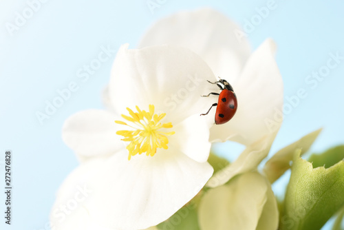 The ladybug on a white flower
