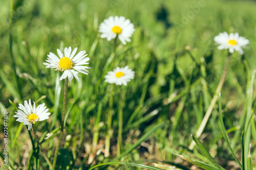 daisies on a meadow
