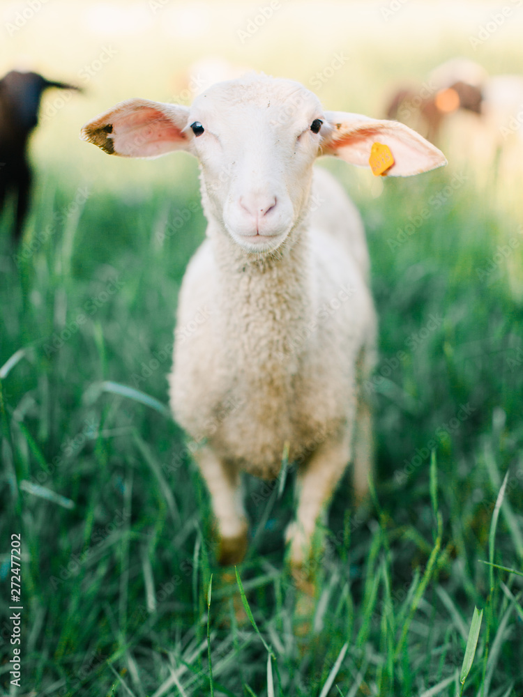 Lamb in long grass looking at camera Lamb in long grass looking at camera