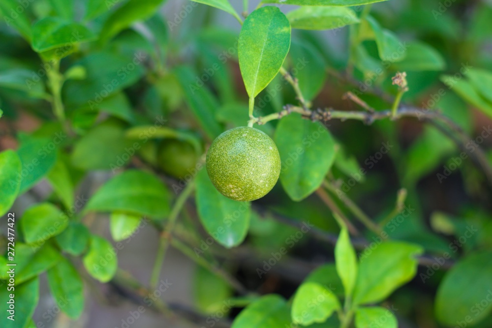 limes on the tree