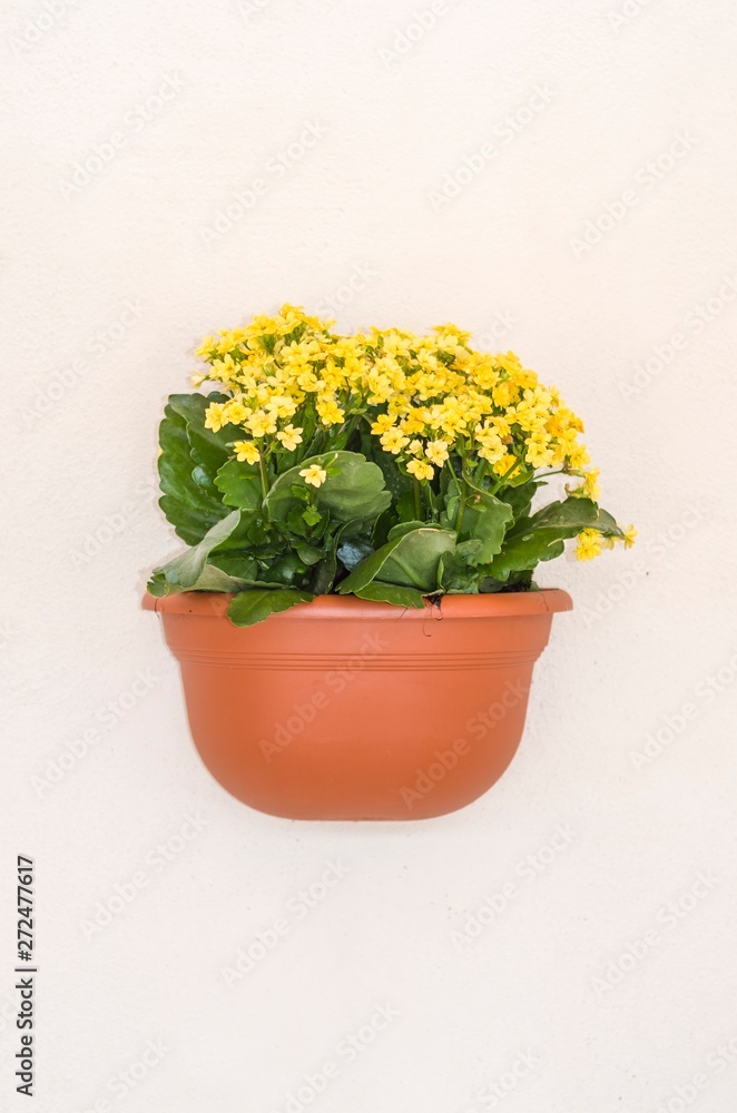 Flowerpot yellow flowers hanging on the wall of a house