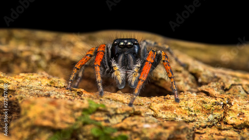 Philaeus chrysops / Salticidae. Little spider looking at the camera.