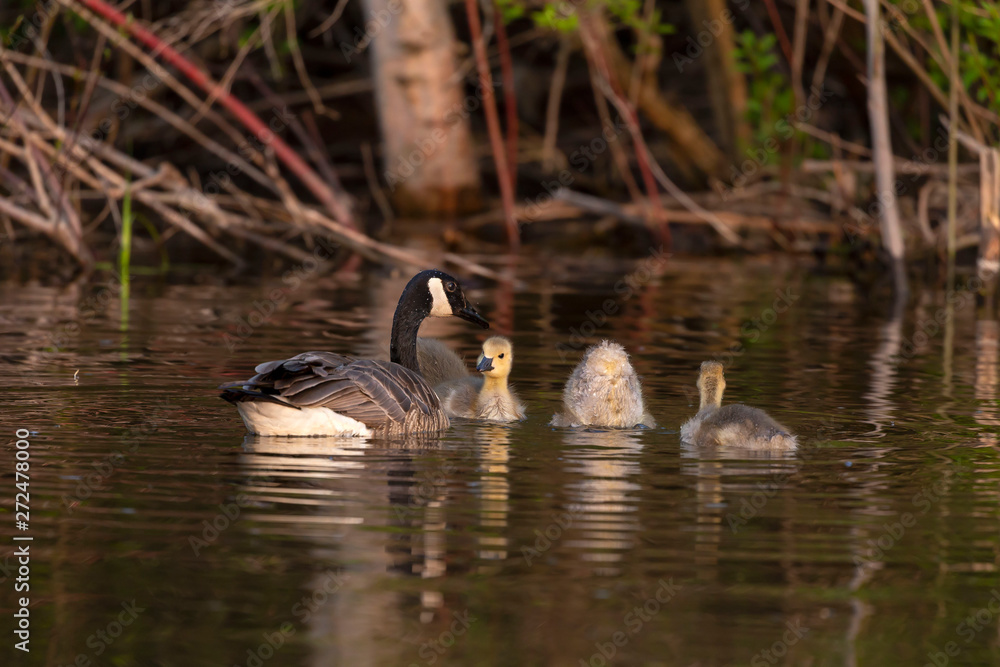 Canada geese swimming with thier goslings on the Silver creek.Nature scene from Wisconsin. Canada geese swimming with thier goslings on the Silver creek.Nature scene from Wisconsin.
