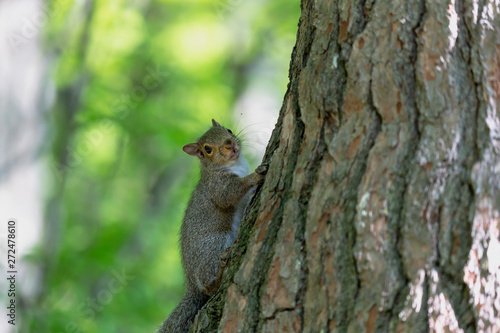  Eastern gray squirrels ( Sciurus carolinensis)  © karel