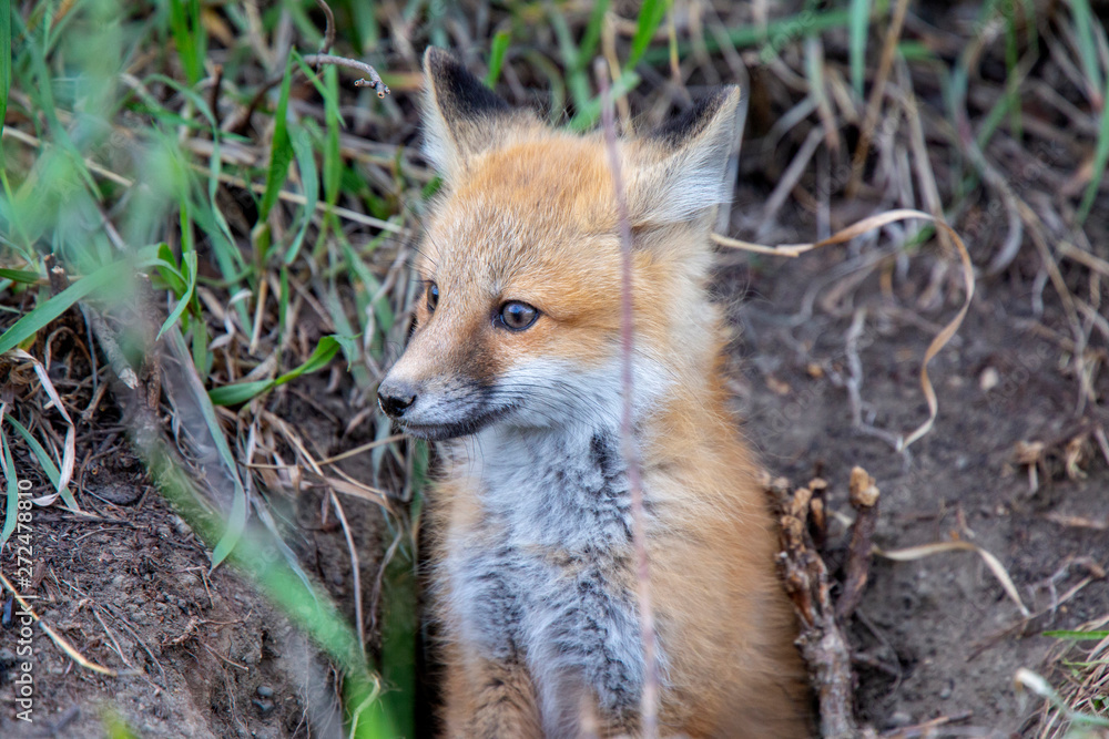 Fototapeta premium Fox Kits Near Den