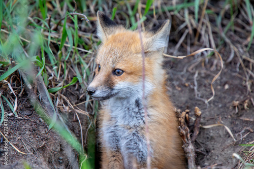 Fox Kits Near Den © pictureguy32