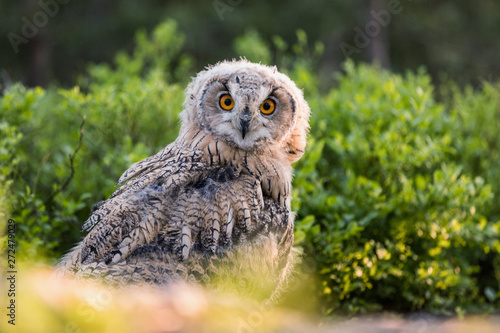 Eastern Siberian owl in spring pine forest on the ground.