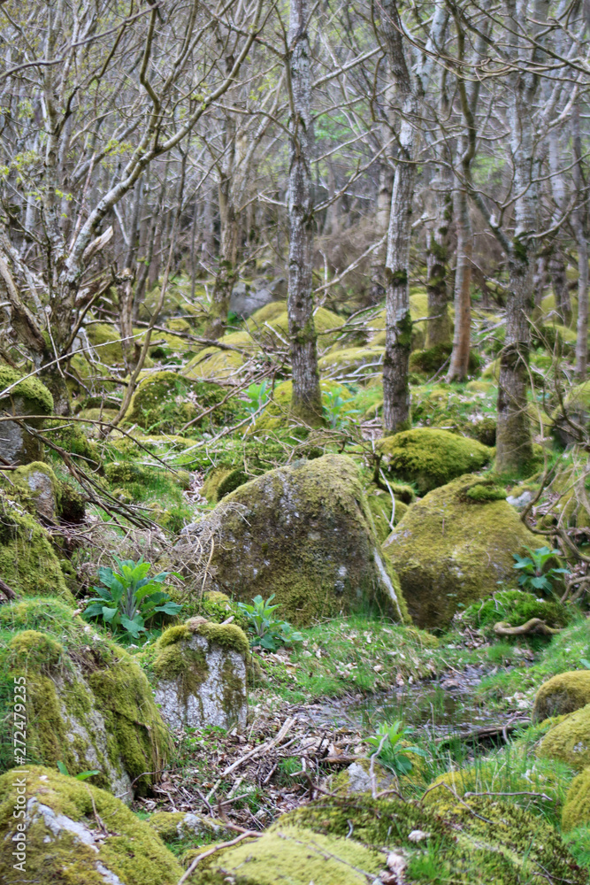 Fototapeta premium Trees and huge boulders in the forest. Ireland