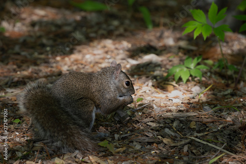 Young Eastern gray squirrels   Sciurus carolinensis  looking for food in park