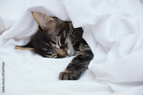 Little kitten sleeping under a white blanket. Close-up.