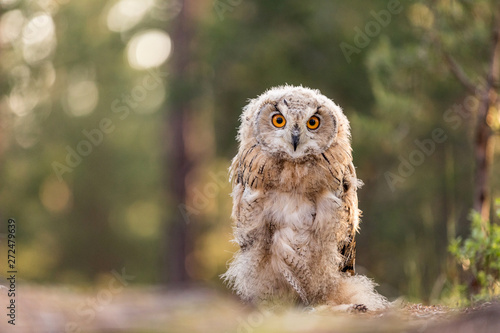 Eastern Siberian owl in spring pine forest on the ground. © murmakova