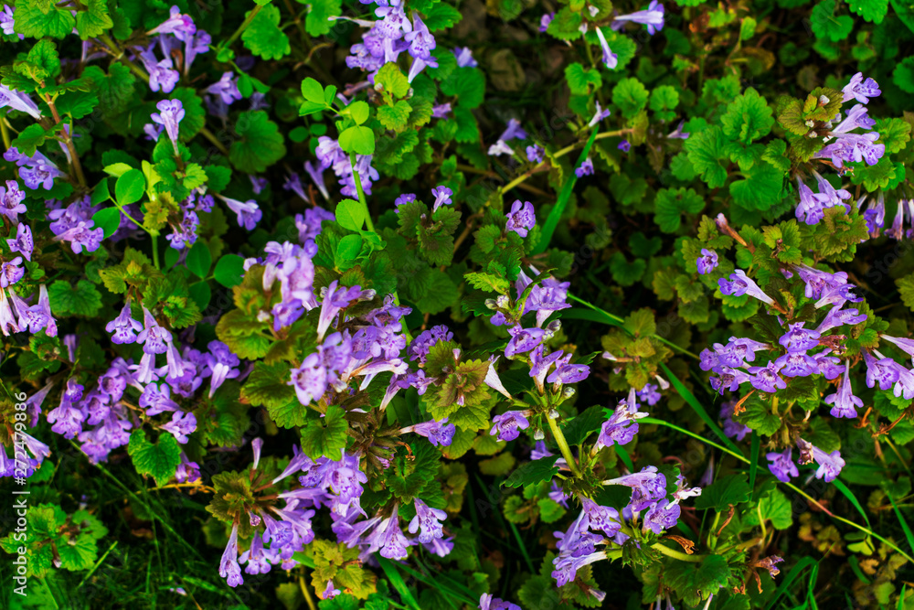 Purple wild flowers. Small purple flowers. Purple wild flowers.
