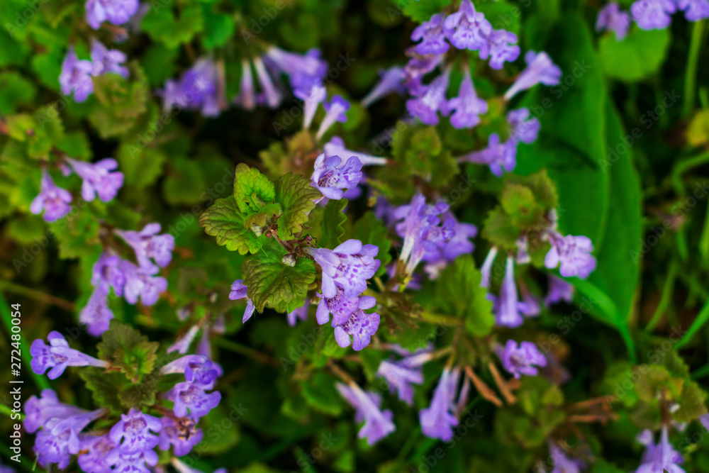 Purple wild flowers. Small purple flowers. Purple wild flowers. Purple wild flowers. Small purple flowers. Purple wild flowers.