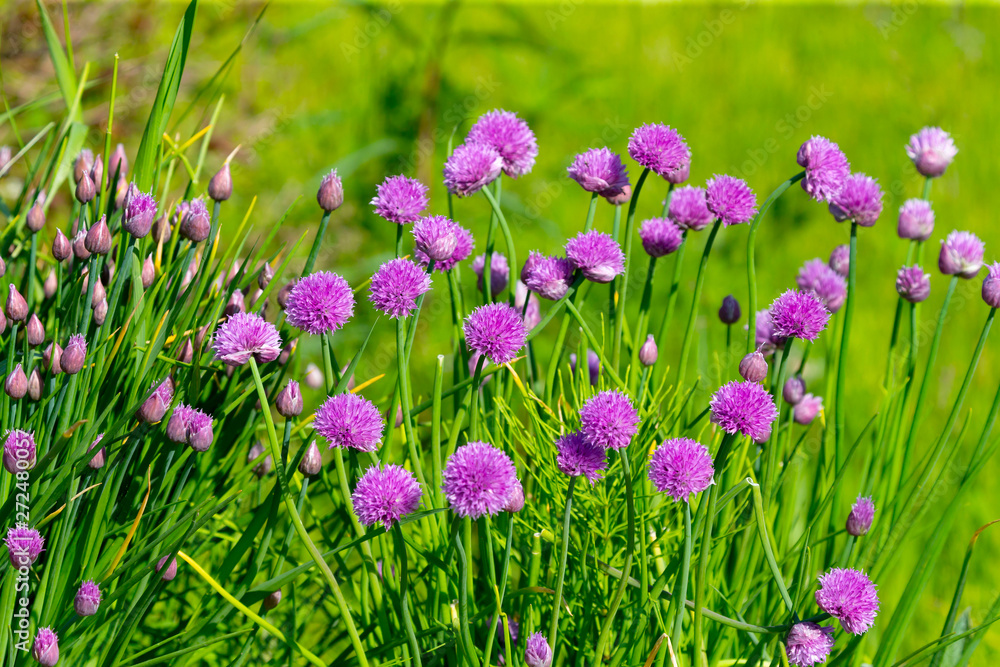 Naklejka premium Wild Onion Allium flower flowers wildflower
