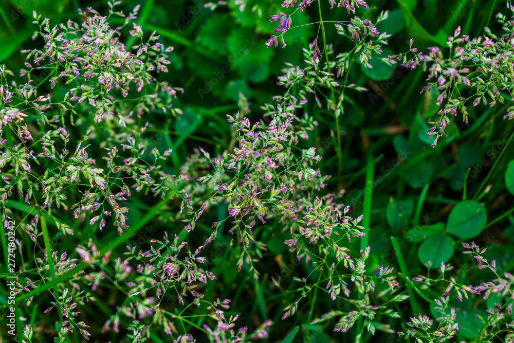 Wild grass. Close up of wild grass. Green wild grass. Macro photo of wild grasses. Wild grass. Close up of wild grass. Green wild grass. Macro photo of wild grasses.