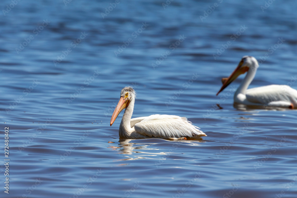 White Pelicans (Pelecanus erythrorhynchos) on the water.Nature scene from lake Michigan Wisconsin. White Pelicans (Pelecanus erythrorhynchos) on the water.Nature scene from lake Michigan Wisconsin.