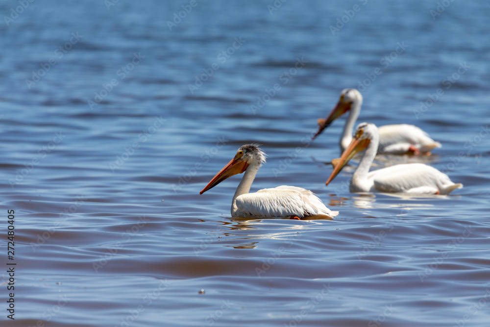 White Pelicans (Pelecanus erythrorhynchos) on the water.Nature scene from lake Michigan Wisconsin. White Pelicans (Pelecanus erythrorhynchos) on the water.Nature scene from lake Michigan Wisconsin.