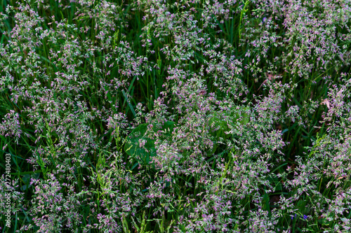 Fototapeta Naklejka Na Ścianę i Meble -  Wild grass. Close up of wild grass. Green wild grass. Macro photo of wild grasses.