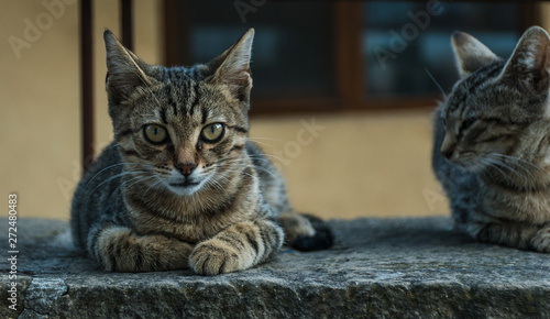 Young cat together with his fellow photo