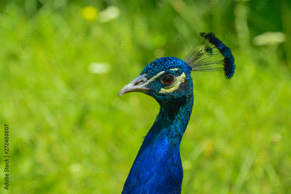 Obraz premium Portrait of beautiful peacock with purple feathers
