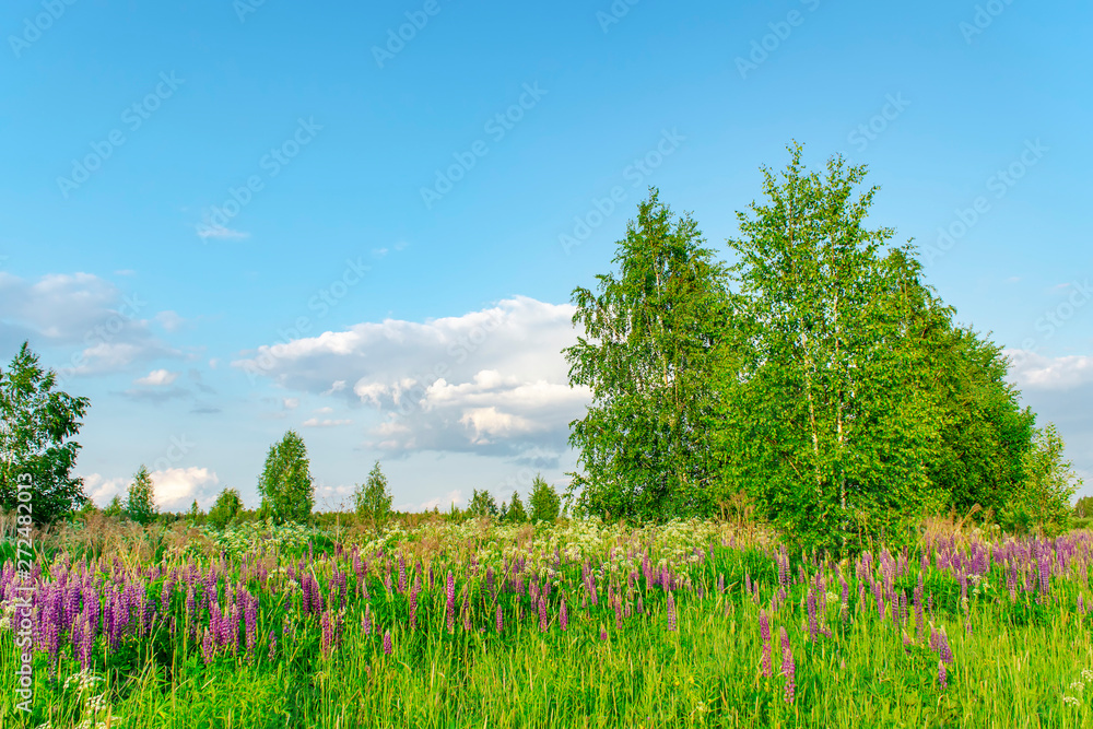 Beautiful summer countryside landscape with birches. Sunny day.