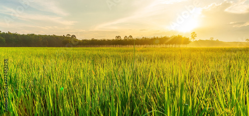 Rice field panorama with sunrise or sunset in moning light photo
