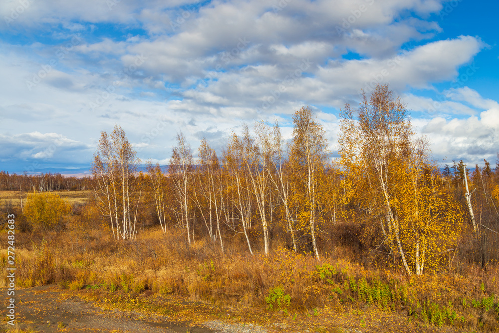 Fototapeta premium Forest in autumn colors on the Kamchatka Peninsula, Russia.