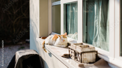 Cat relaxing in the setting sun