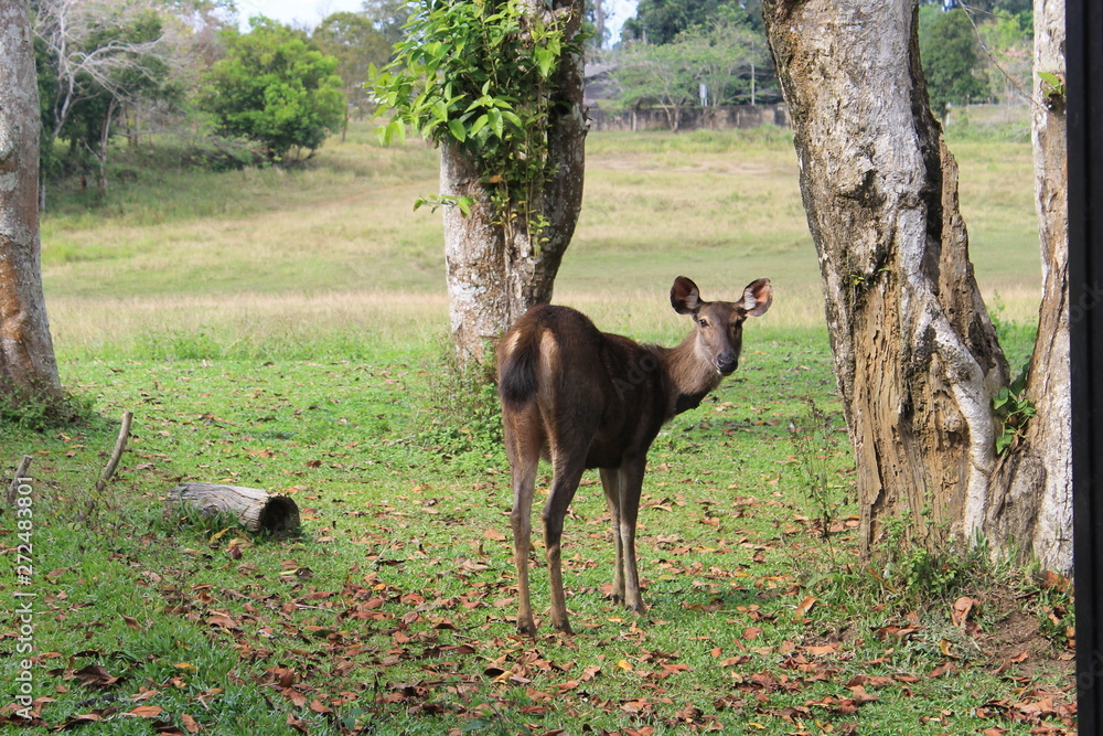 Fototapeta premium Deer in Khao Yai National Park
